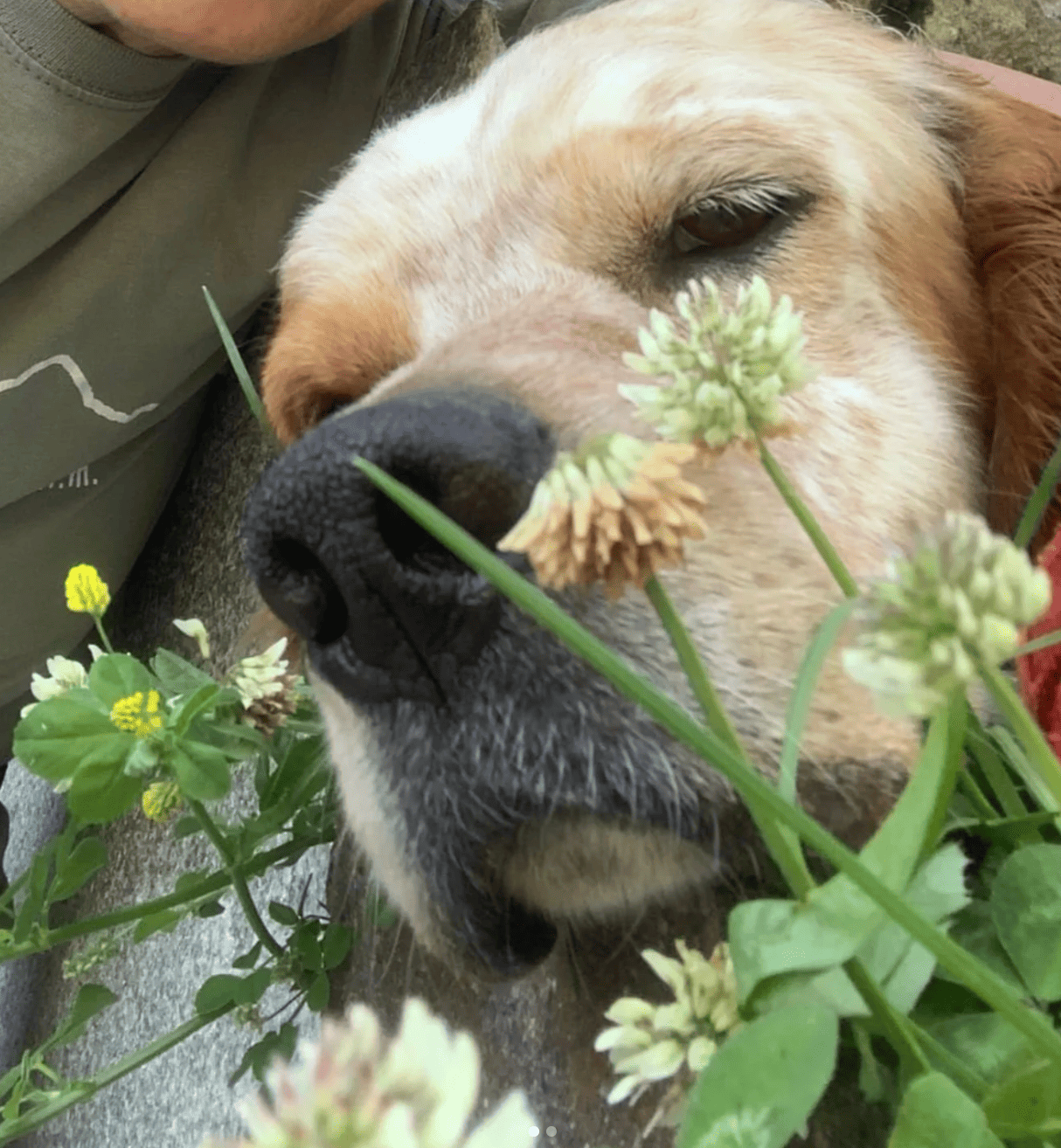 Accompagnamento e relazione con il cane
