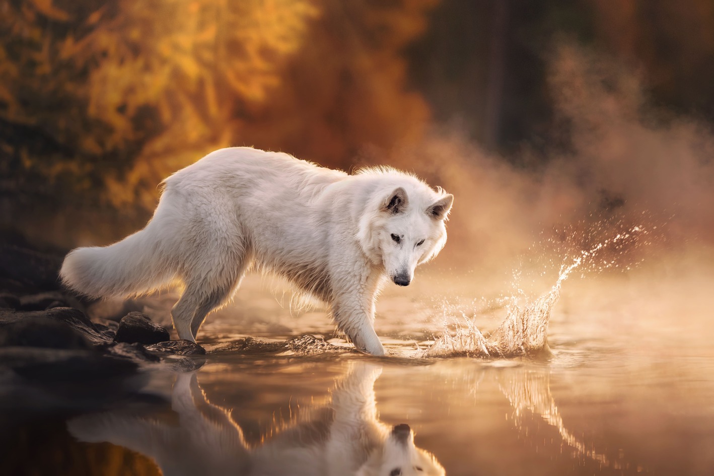 Assistenza strutture pet friendly con BauScia