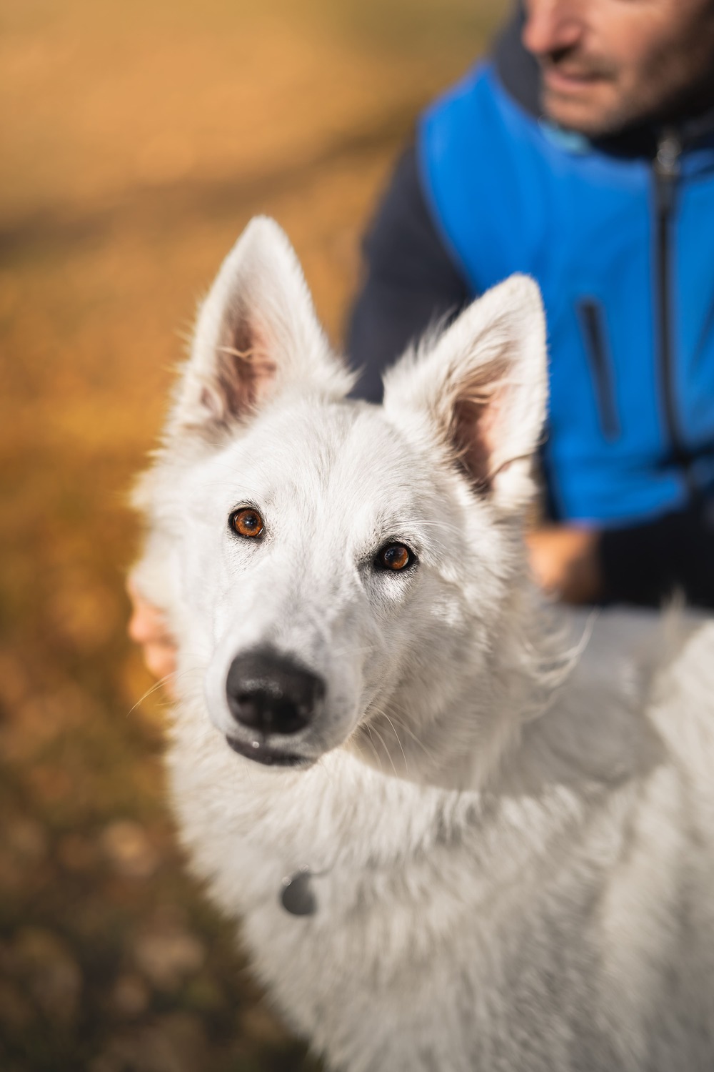 Formazione pet friendly per hotel e B&B