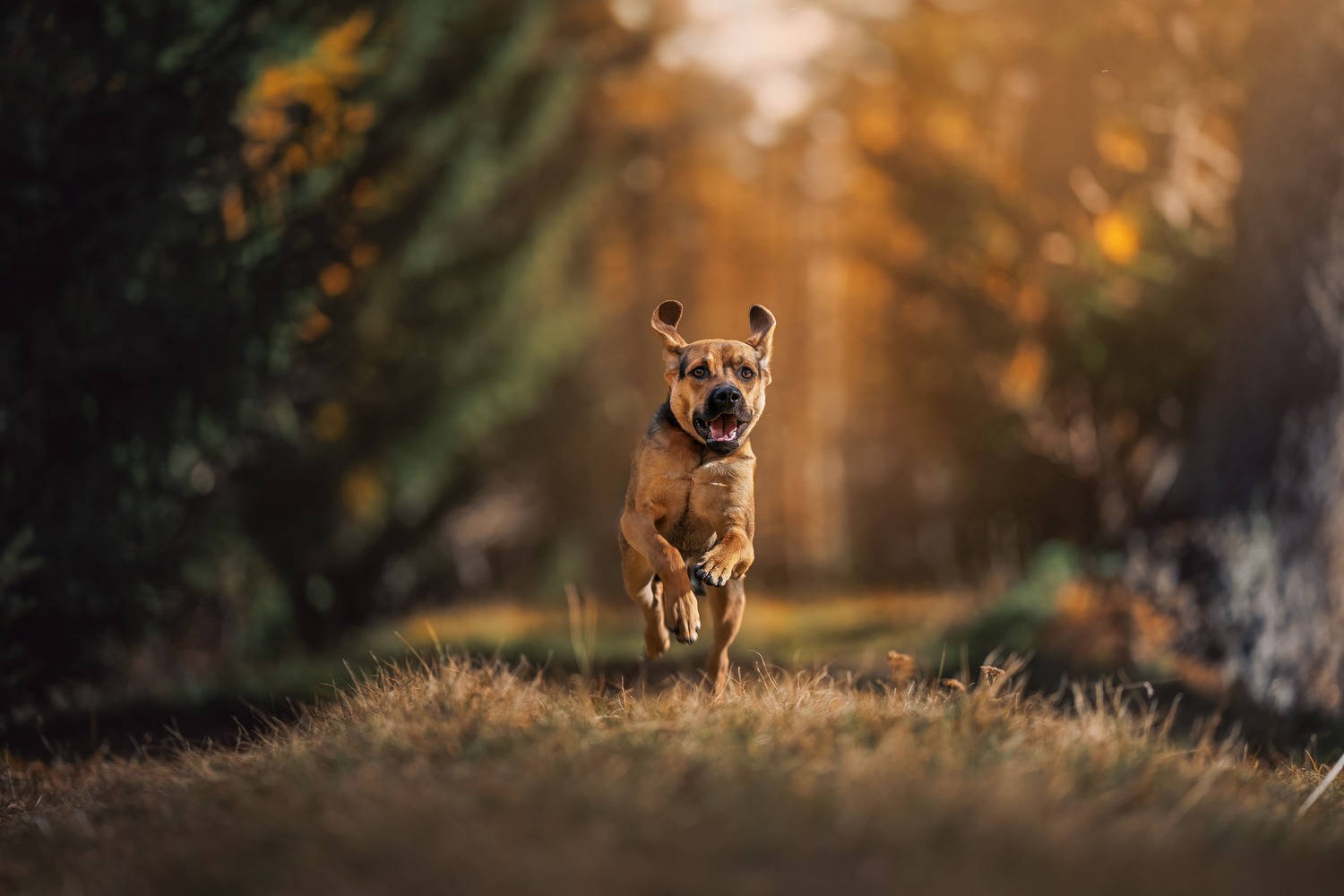 Dog sitter e percorsi a sei zampe