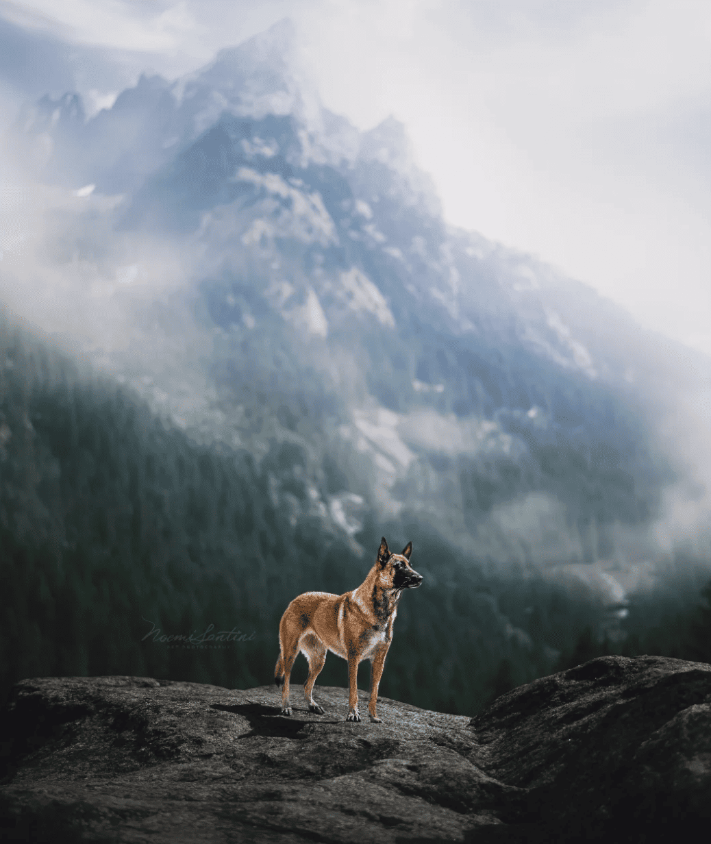 Assistenza strutture pet friendly BauScia