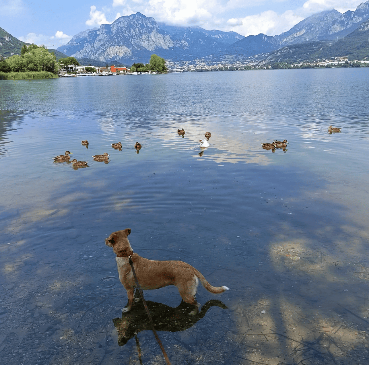 Dog trip nel territorio